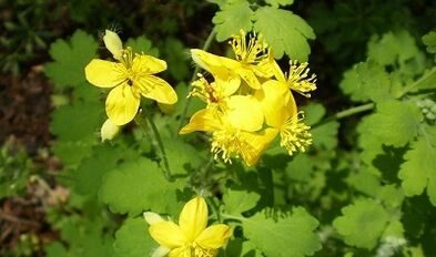 Regole per l'uso di Celandine dalle verruche
