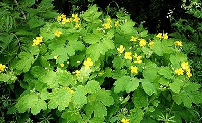 Uso di Celandine dalle verruche
