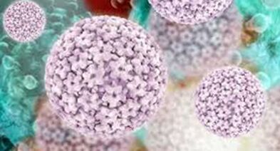 Papillomavirus