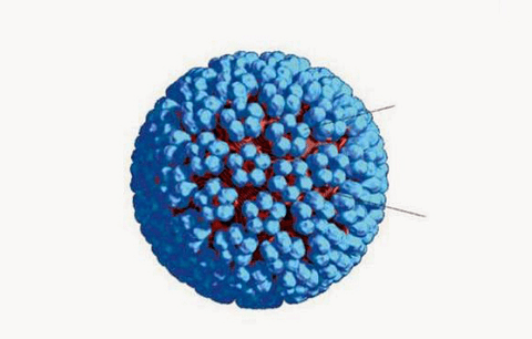 Modello 3D dell'HPV